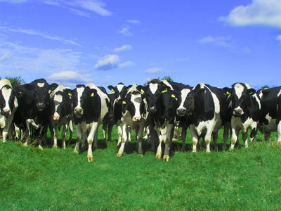 Dairy Farm Managers - Help with dairy farm management