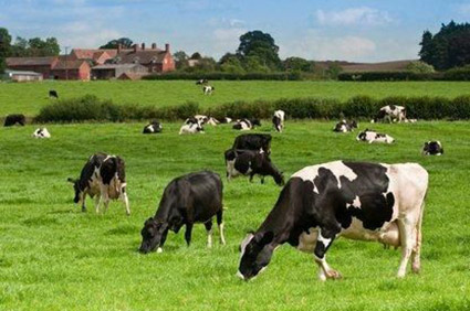 dairy herd grazing