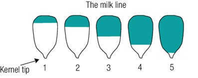 Maize Milk Line
