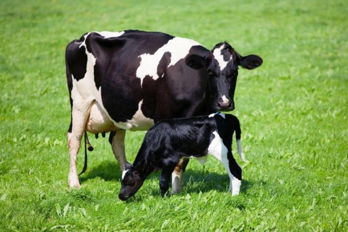 Calf rearing tips from Douglas Green Consulting