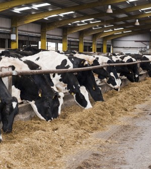 cattle diet and cost