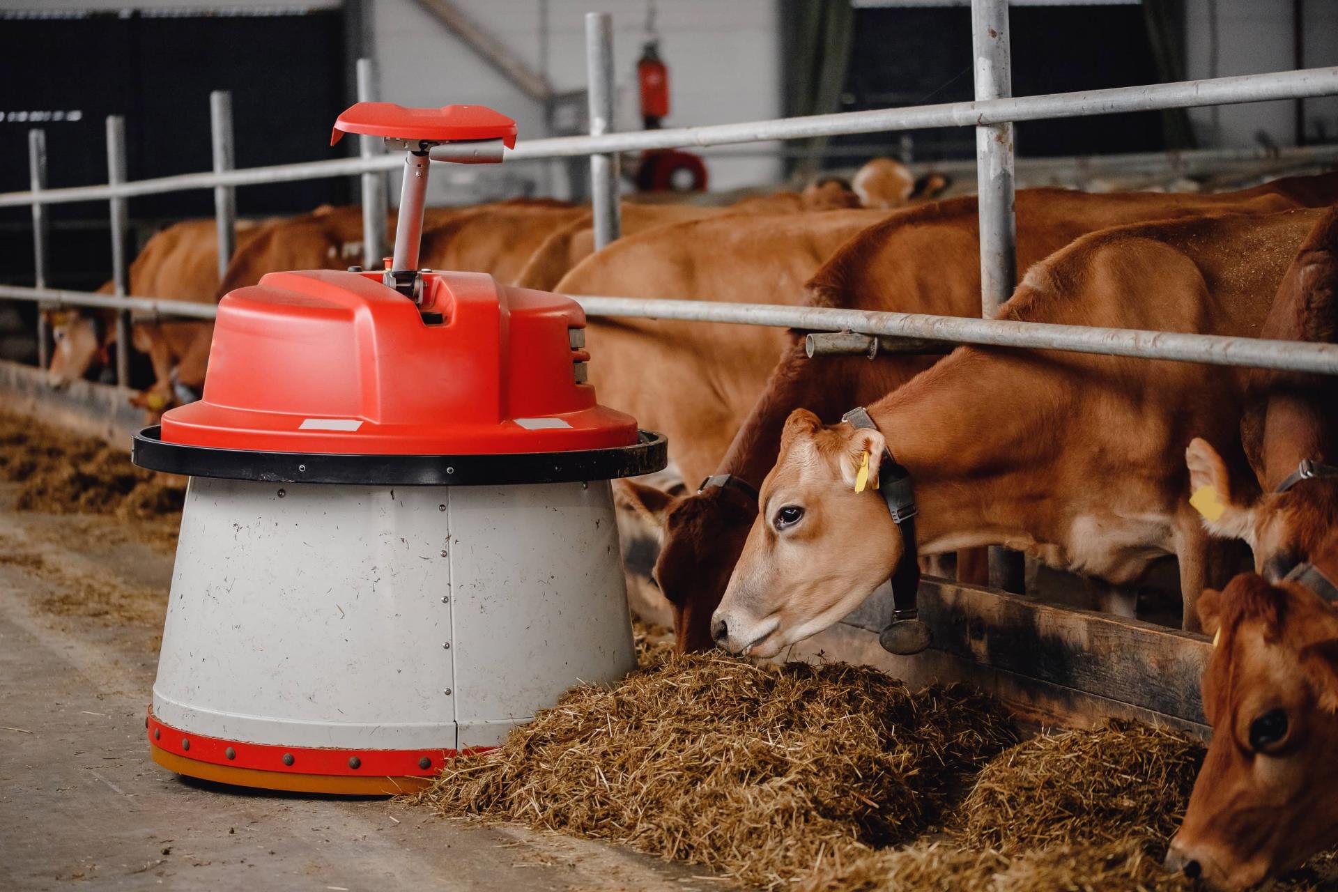 Diet sorting in cows - advice from farm consultants