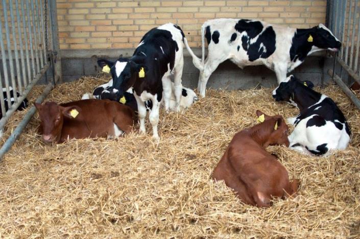 How to rear calves - Douglas Green Consulting
