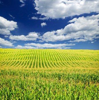 Maize crop