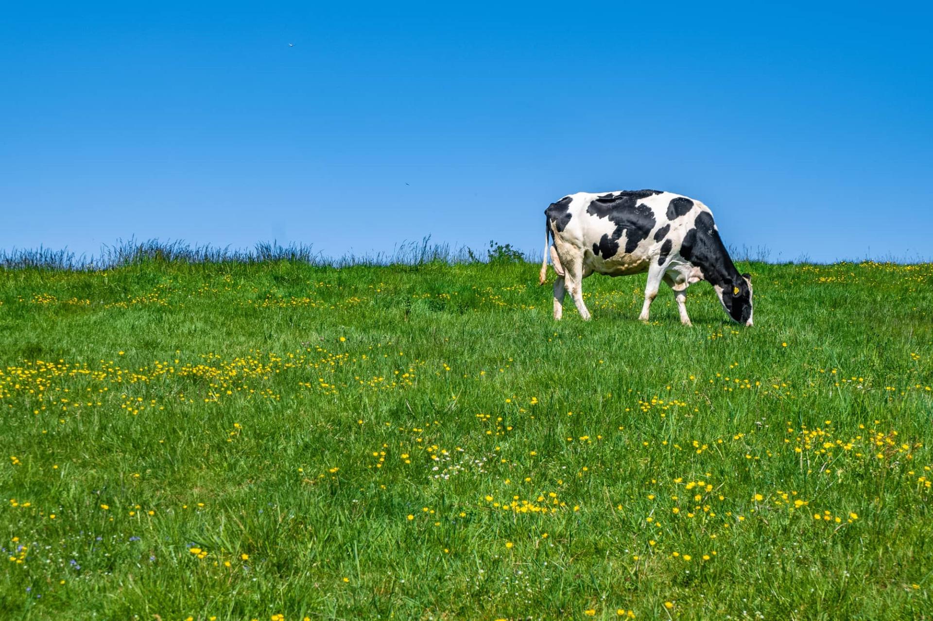 Expert advice from our cow nutritionists