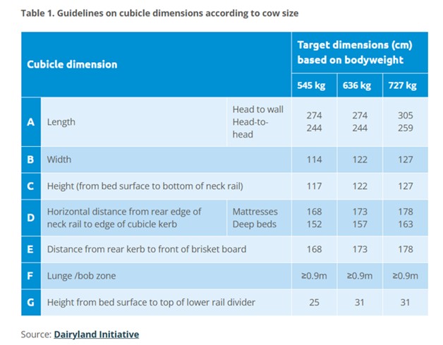 cow cubicle dimensions