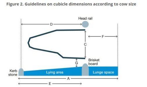 Cow cubicles