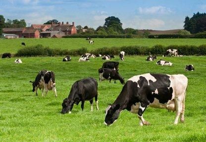 dairy farm management systems