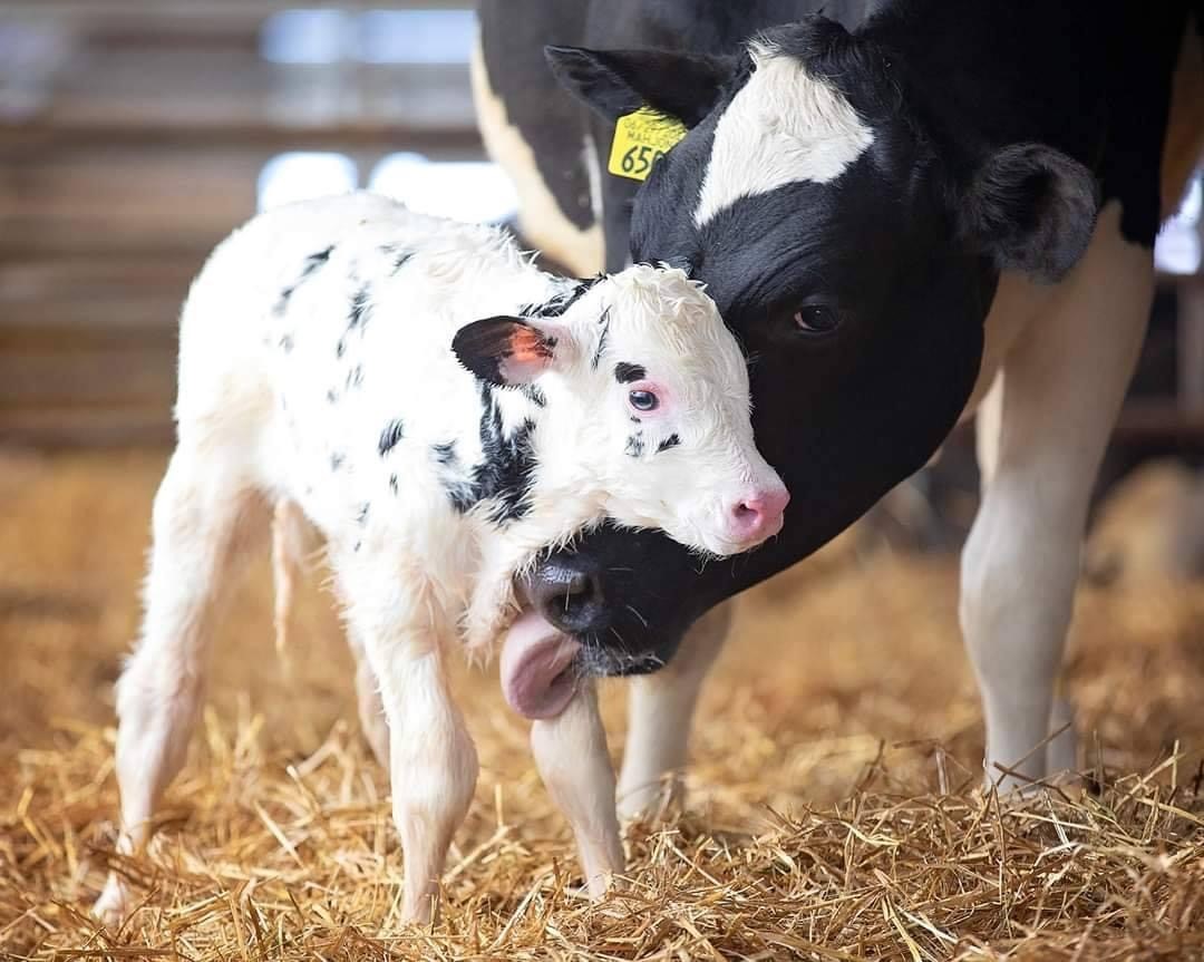 Ask our dairy farm business managers