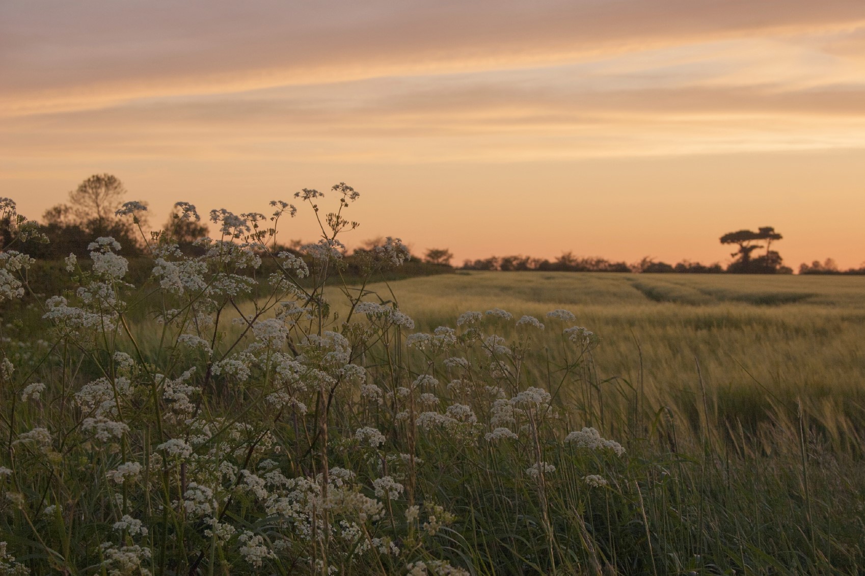 Agricultural farm consultants at Doiglas Green Consulting