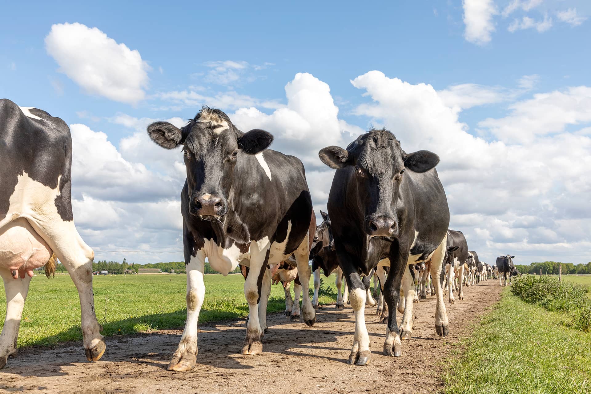Dairy consultants - freelance farm managers