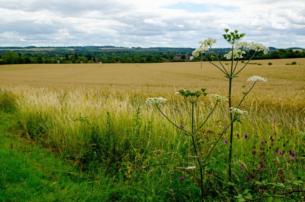 Sustainable Farming Incentive 2023 and Countryside Stewardship Capital Appications 