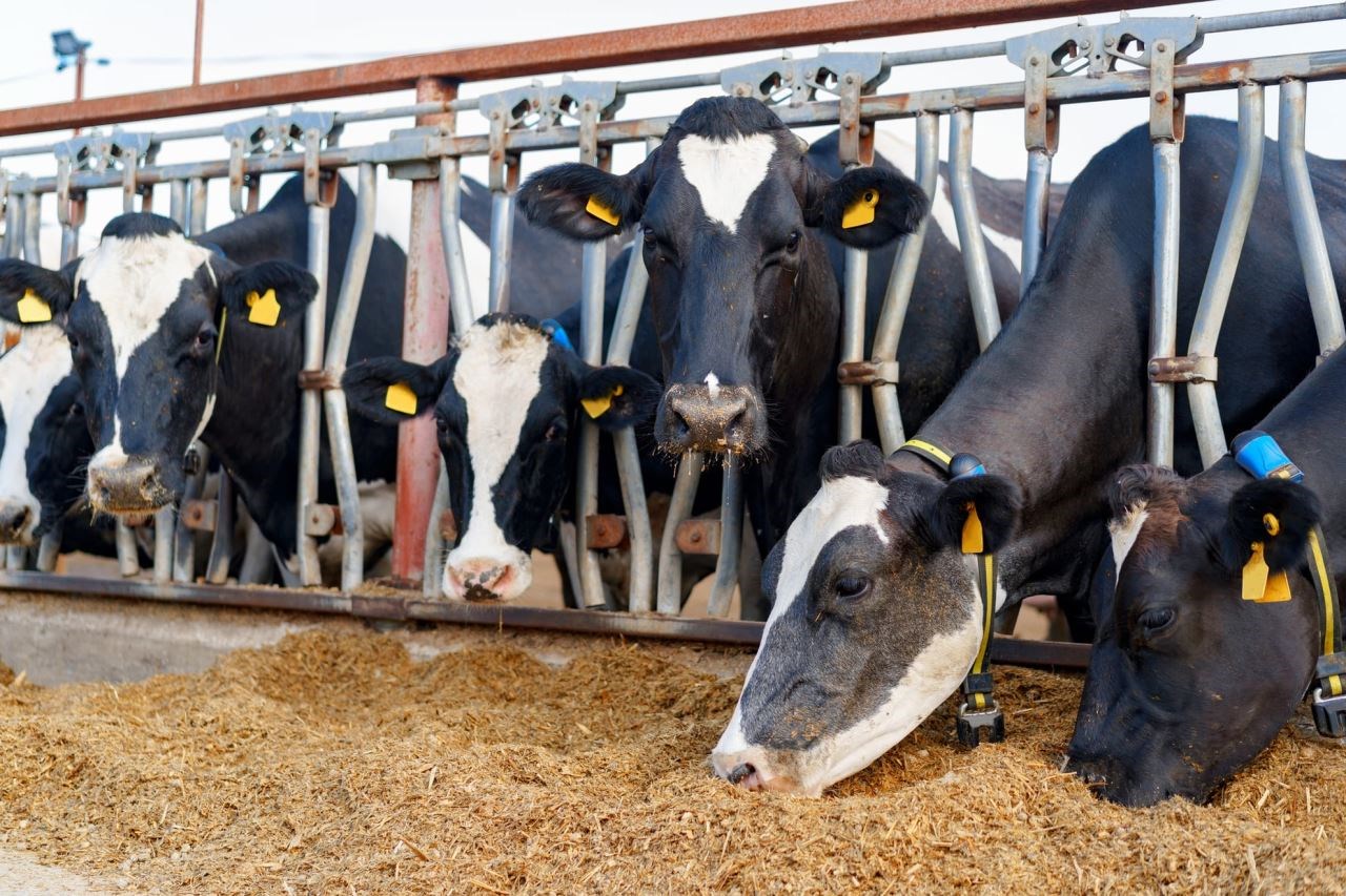Guide To Increase Milk From Forage