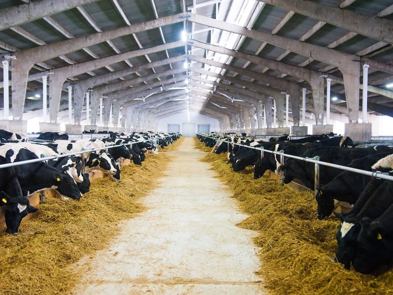 7 ways to achieve success on your dairy farm