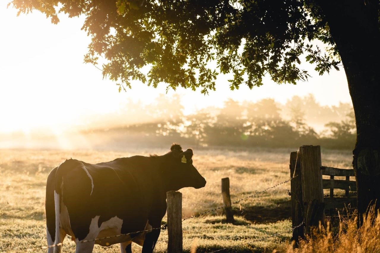 How to keep cattle healthy