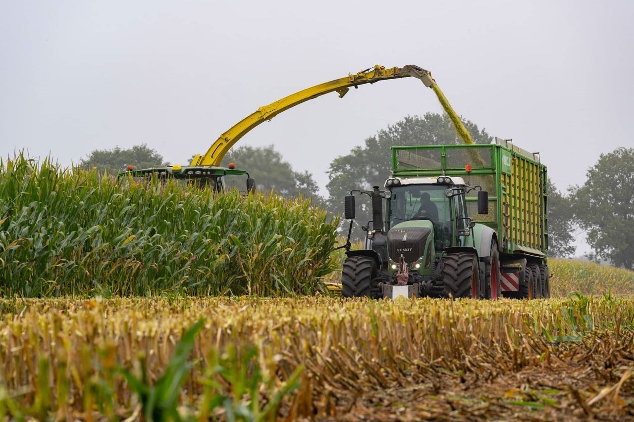Maize Harvest: An Early Start